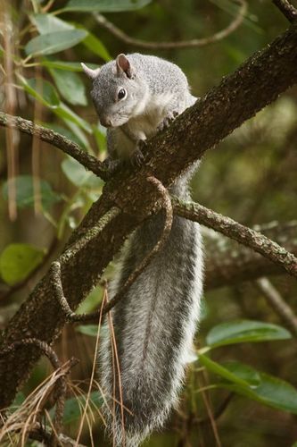 Western Gray Squirrel