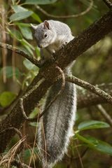 Western Gray Squirrel photo 3