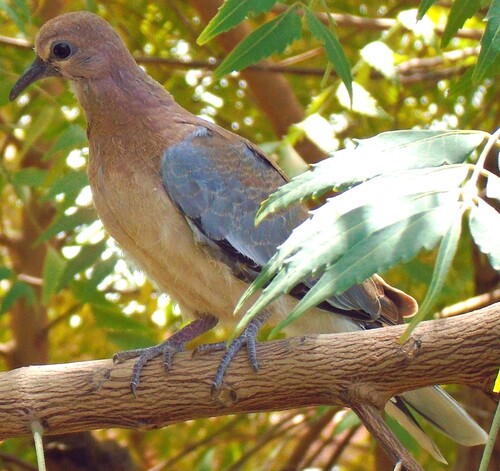 Laughing Dove
