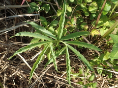 Arisaema heterophyllum