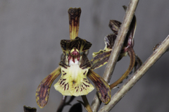 Eulophia decaryana