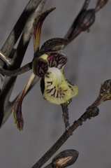 Eulophia decaryana