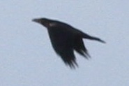 Corvus corax corax