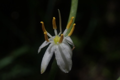 Chlorophytum krookianum