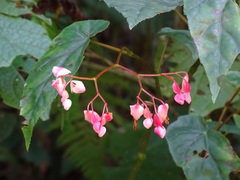 Begonia incarnata, photograph (c) Alexis López Hernández, some rights reserved (CC BY)