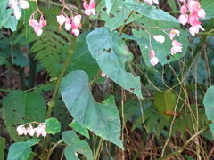 Begonia incarnata, photograph (c) Alexis López Hernández, some rights reserved (CC BY)