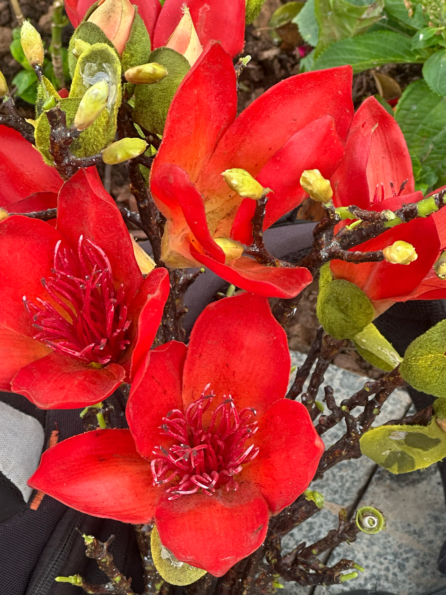 Bombax ceiba (Bombax ceiba)