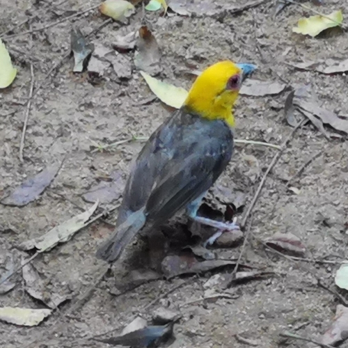 Sakalava Weaver (Ploceus sakalava), photo 7