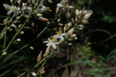 Chlorophytum krookianum
