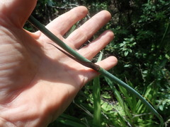 Chlorophytum krookianum