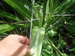 Chlorophytum krookianum