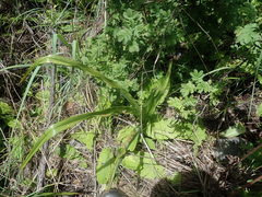 Chlorophytum krookianum