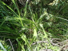 Chlorophytum krookianum