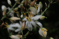 Chlorophytum krookianum