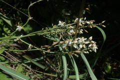 Chlorophytum krookianum