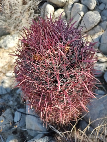 Fire Barrel Cactus (Ferocactus gracilis)