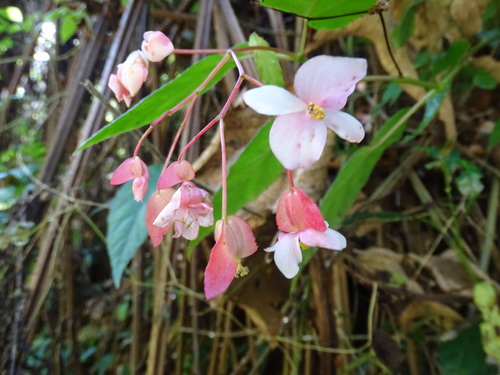 Begonia incarnata