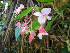 Begonia incarnata