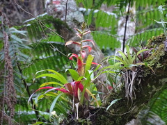 Tillandsia leiboldiana