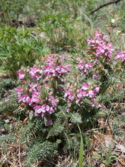 Pedicularis rubens