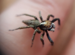 Asaphobelis physonychus
