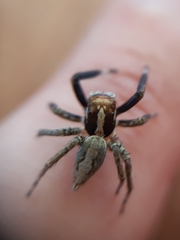 Asaphobelis physonychus