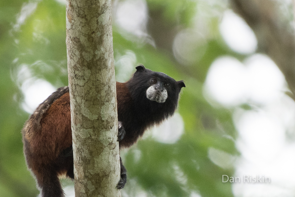 Saddleback Tamarin