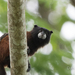 Illiger’s Saddle-back Tamarin - Photo (c) Dan Riskin, some rights reserved (CC BY), uploaded by Dan Riskin
