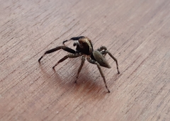 Asaphobelis physonychus