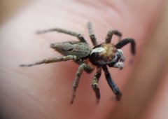 Asaphobelis physonychus