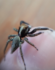 Asaphobelis physonychus