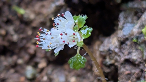Chrysosplenium album iNat (3)