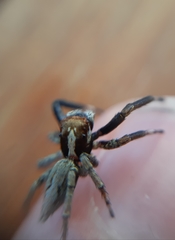 Asaphobelis physonychus