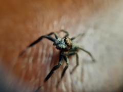 Asaphobelis physonychus