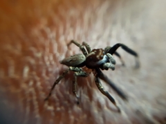 Asaphobelis physonychus