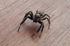 Asaphobelis physonychus