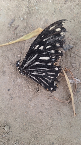 Common Mime Swallowtail