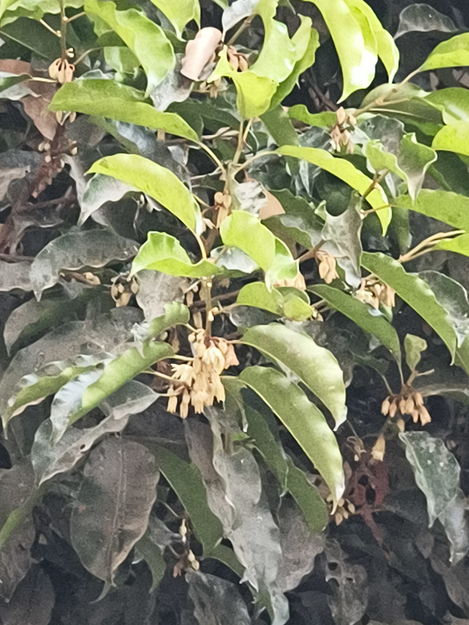 Spanish Cherry (Mimusops elengi)