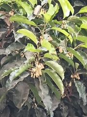 Cerisier D'espagne (Mimusops elengi)