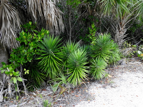 Yucca aloifolia