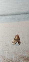 Elophila difflualis
