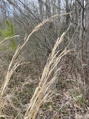 Andropogon virginicus virginicus