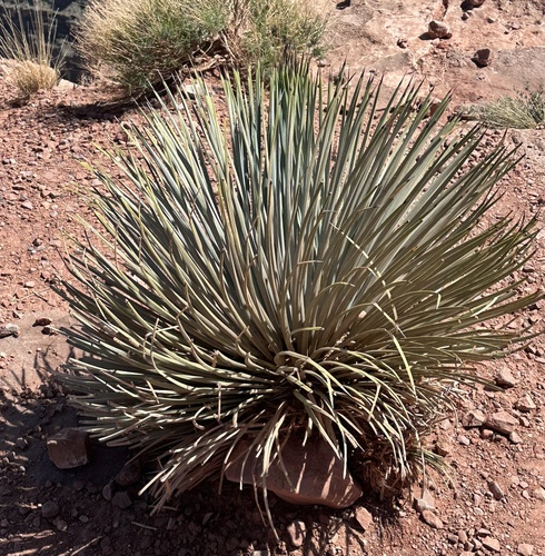 Newberry's yucca (Hesperoyucca newberryi)