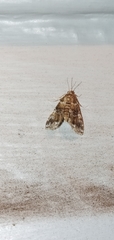 Elophila difflualis