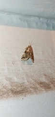 Elophila difflualis