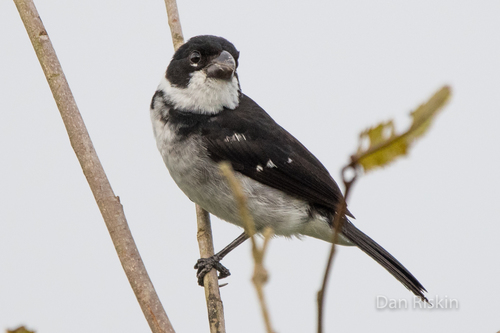 Wing-barred Seedeater (Sporophila americana), photo 2