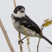 Caquetá Seedeater - Photo (c) Dan Riskin, some rights reserved (CC BY), uploaded by Dan Riskin