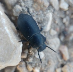 Dailognatha crenata