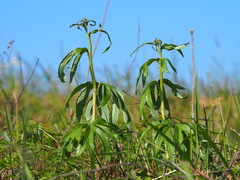 Syneilesis hayatae