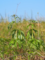 Syneilesis hayatae